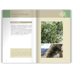 Livre Flora Verticalis Cédric Dentant 2