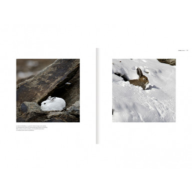 Le lièvre invisible