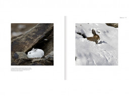 Le lièvre invisible