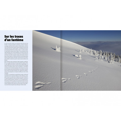 Le lièvre invisible