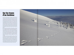 Le lièvre invisible