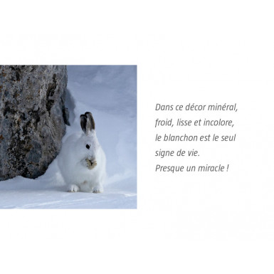 Le lièvre invisible