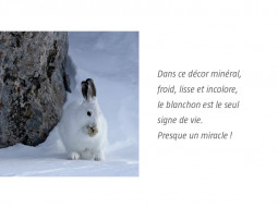 Le lièvre invisible