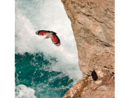 Carte postale tichodrome