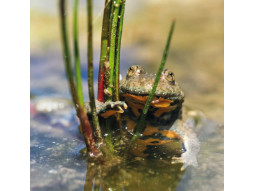 Carte postale sonneur