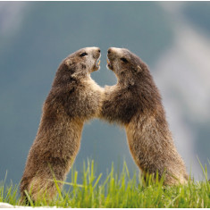 Carte postale marmottes
