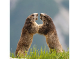 Carte postale marmottes