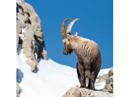 Carte postale bouquetin