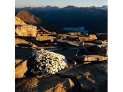 Carte postale androsace