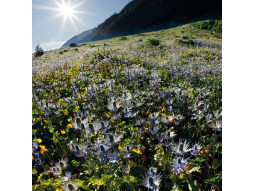 Carte postale reine des Alpes/chardons bleus