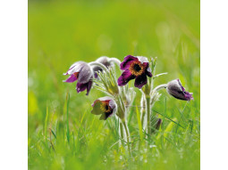 Carte postale pulsatille