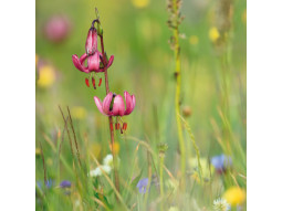 Carte postale lys martagon