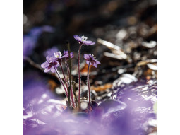 Carte postale hépatique