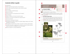 A la découverte des fleurs des Alpes