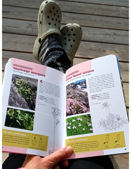 Petite flore des refuges et sommets