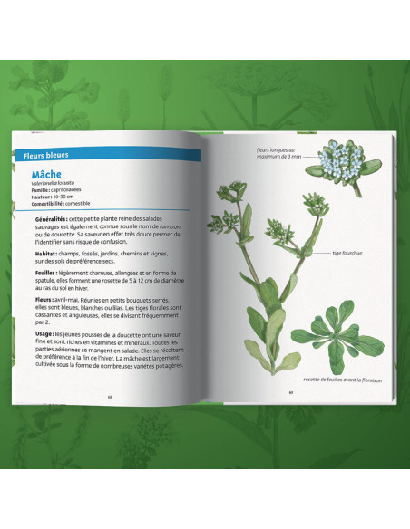 Livre Plantes Comestibles