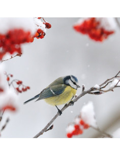 Carte postale mésange