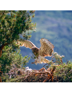 Carte postale circaète