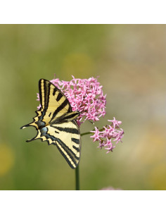 Carte postale papillon