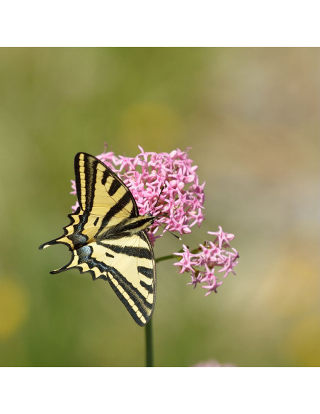 Carte postale papillon
